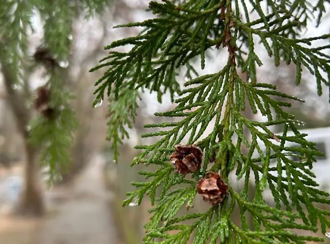 בית נופש Hide