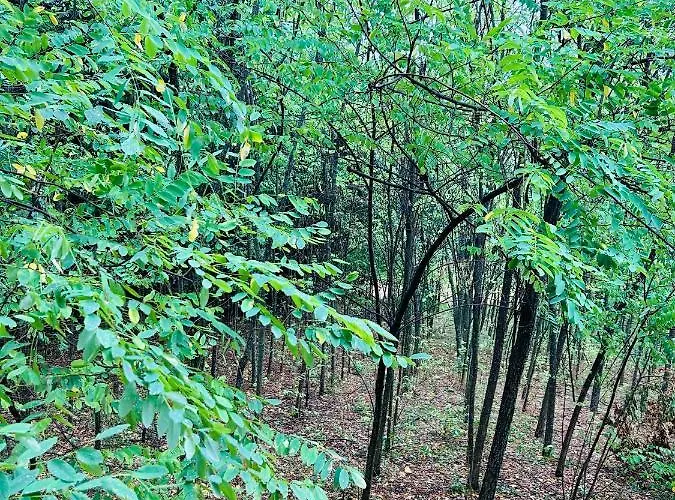 בית נופש Hide